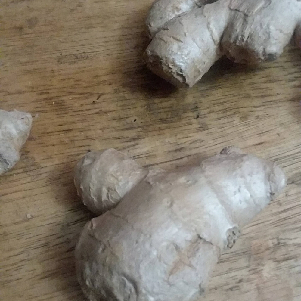 1 pound Ginger roots ready to grow plant garden